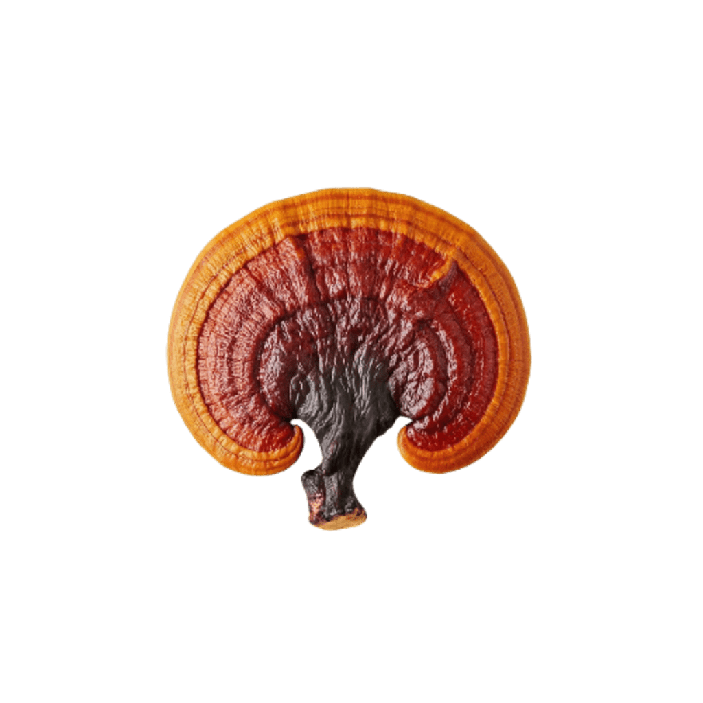 RED GUMMY MUSHROOM EXTRACT