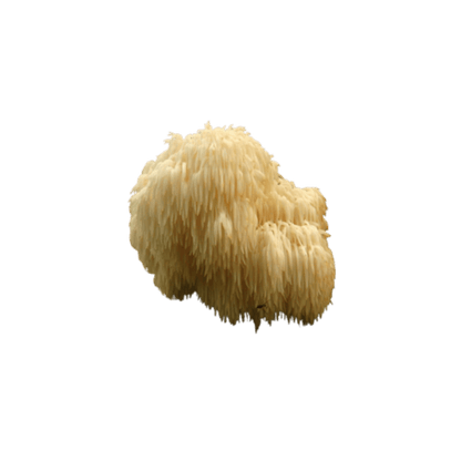 RED GUMMY MUSHROOM EXTRACT