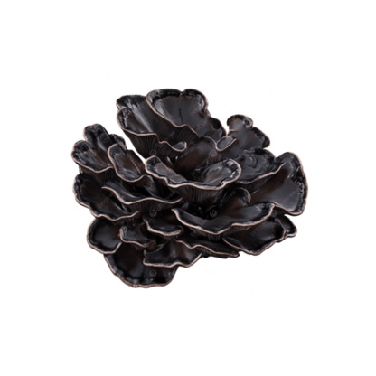 RED GUMMY MUSHROOM EXTRACT