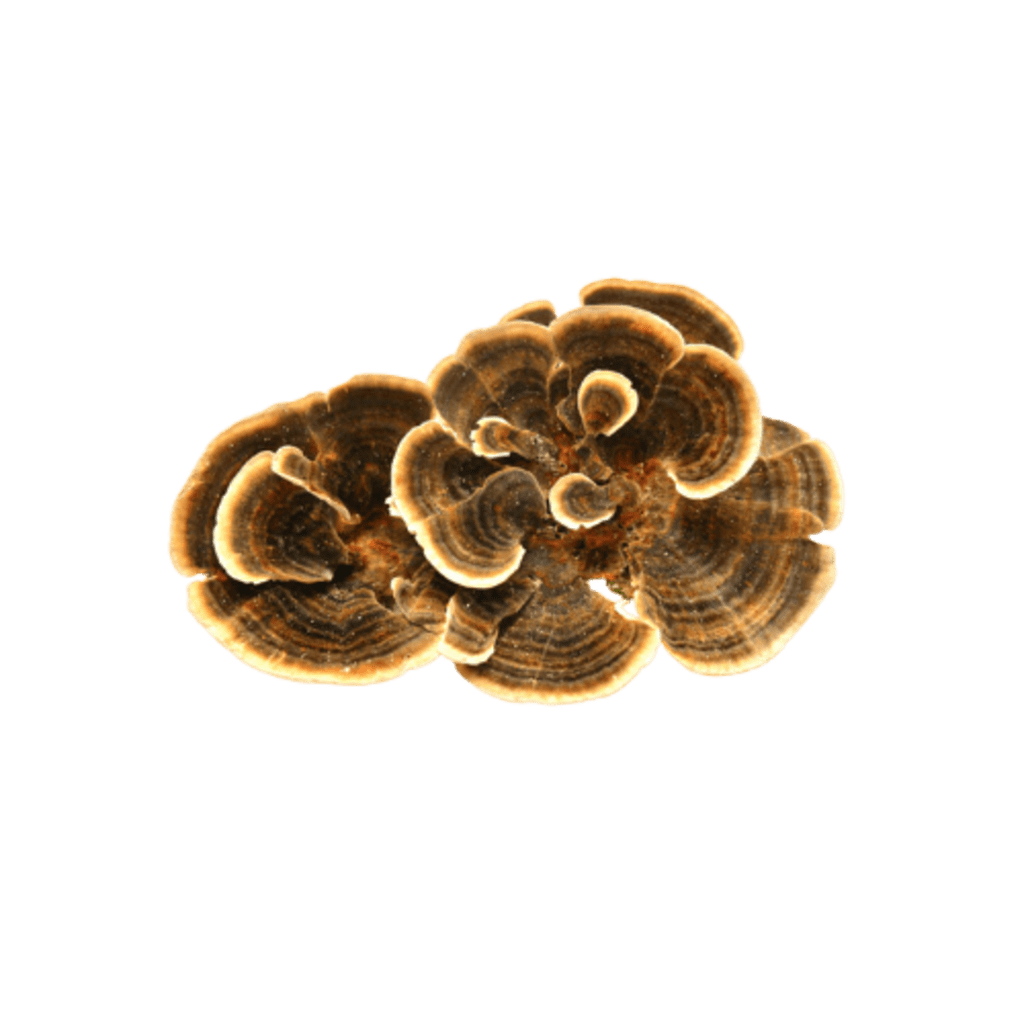 RED GUMMY MUSHROOM EXTRACT