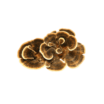 RED GUMMY MUSHROOM EXTRACT